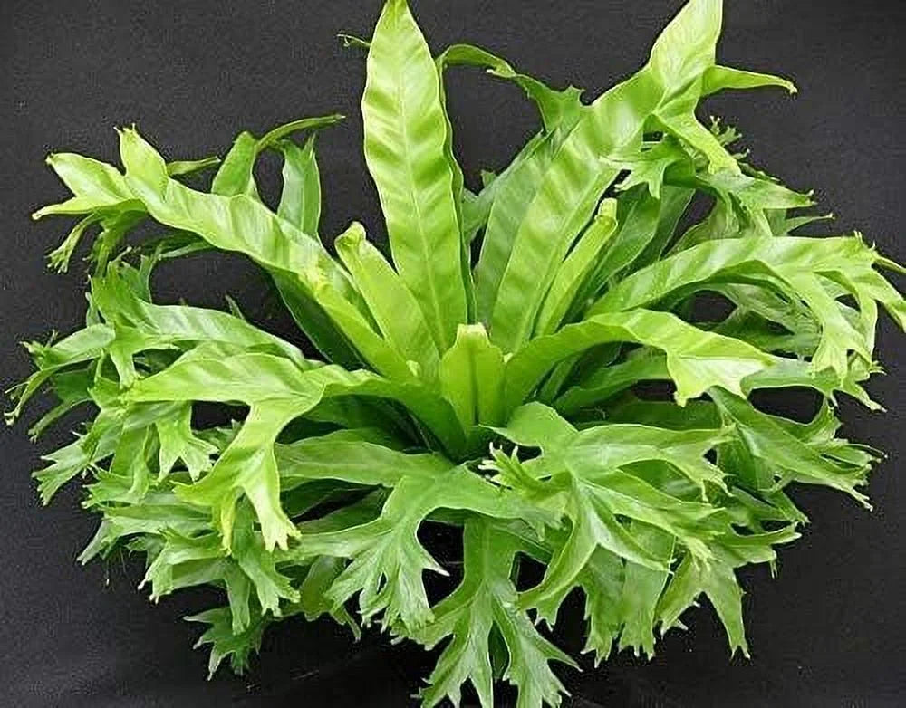 Bird's Nest Fern Live Plant in 4 Inch Pot I9849