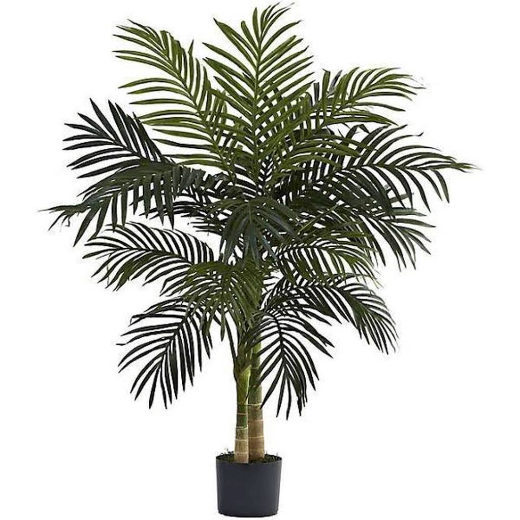 4 Golden Cane Palm Tree in Nursery Pot R741