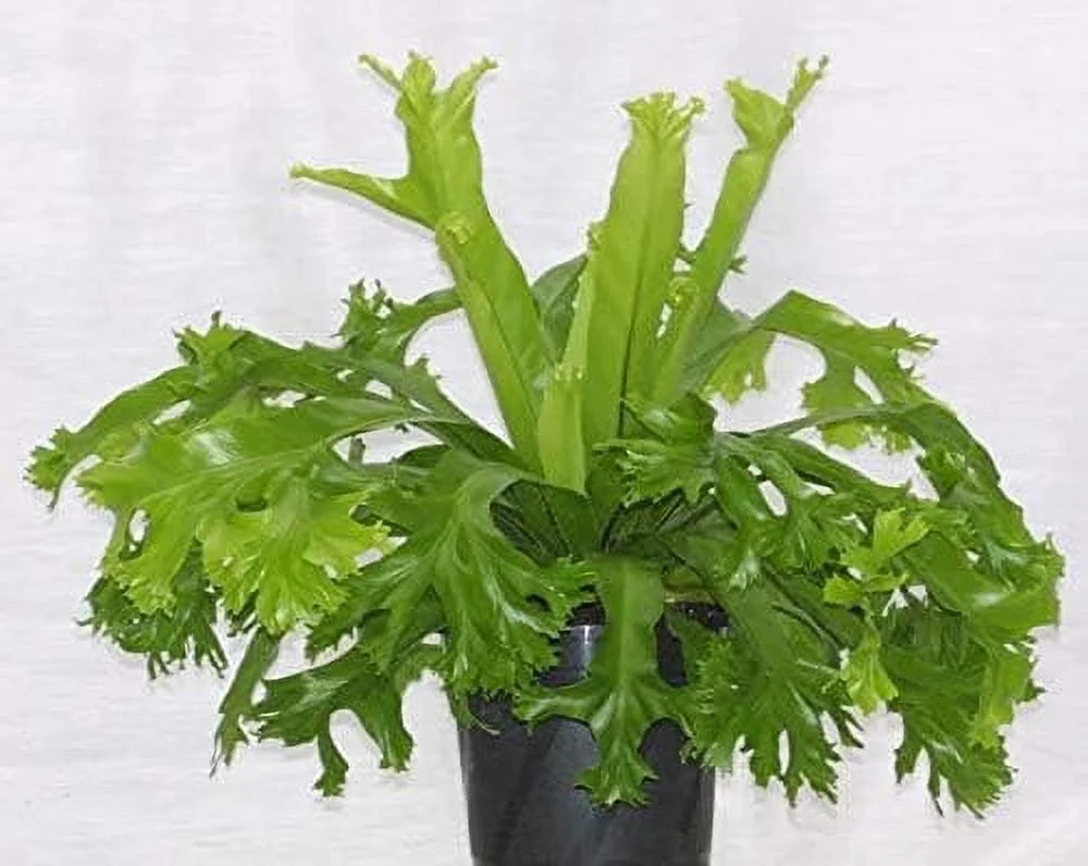 Bird's Nest Fern Live Plant in 4 Inch Pot I9849