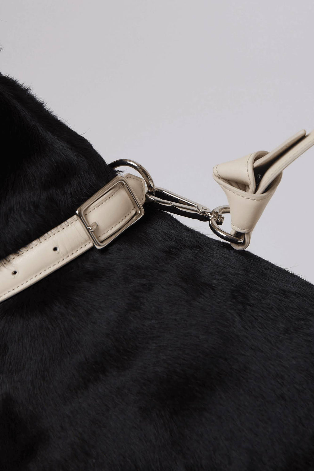 Leather Dog Collar R243193