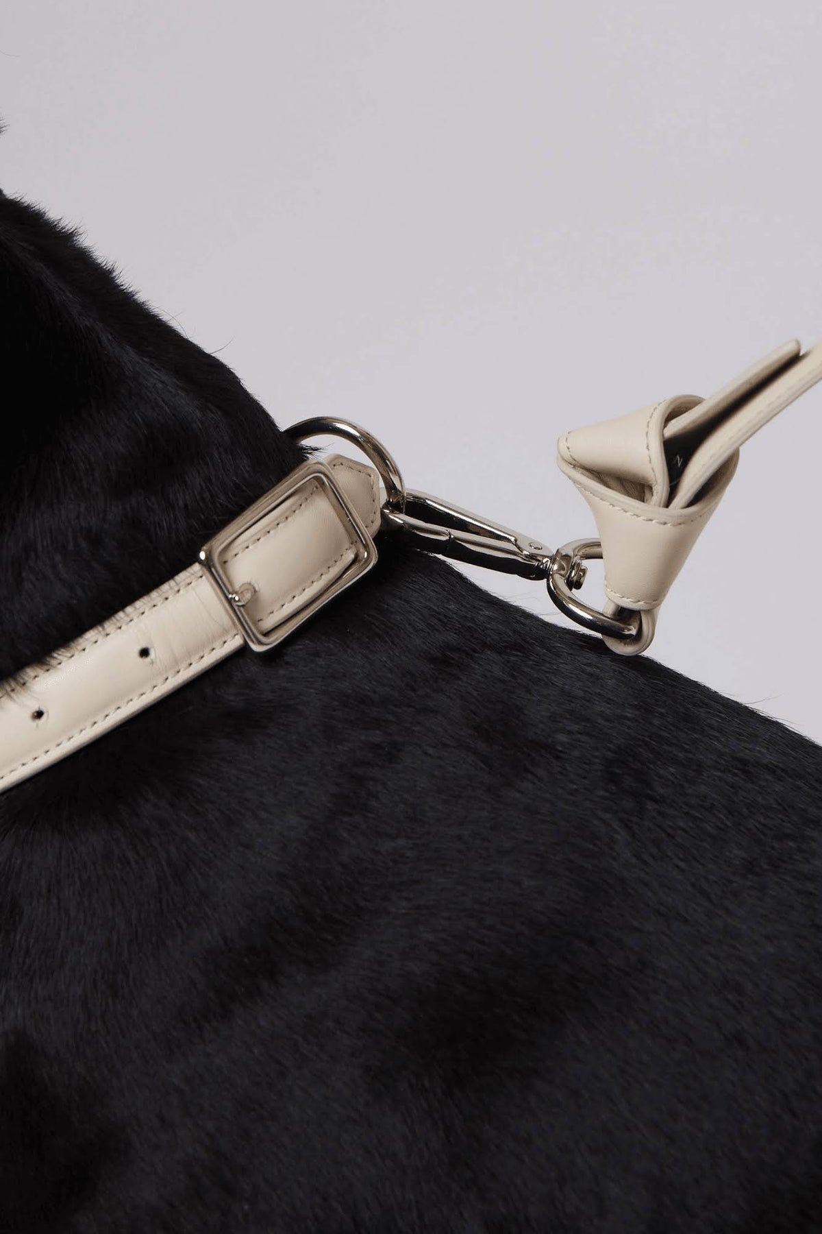 Leather Dog Collar R243193