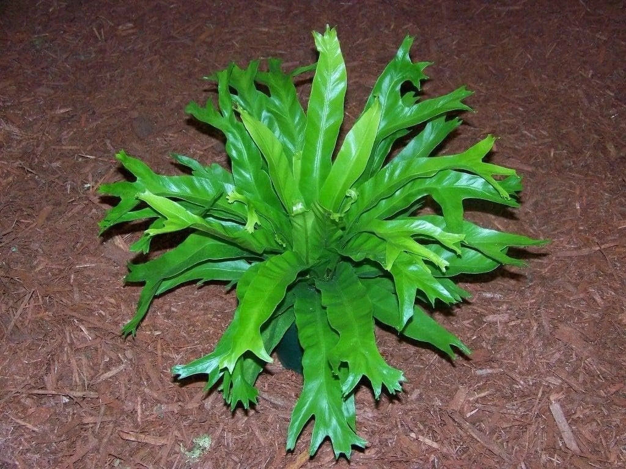 Bird's Nest Fern Live Plant in 4 Inch Pot I9849
