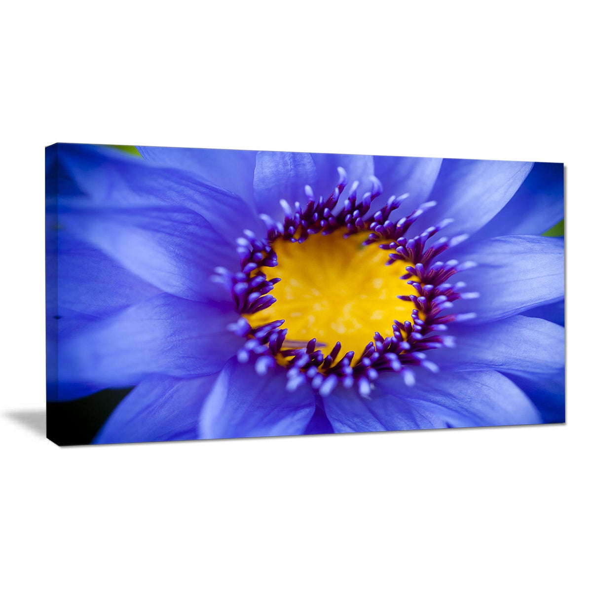 5 Piece Graphic Art on Wrapped Canvas Set U72498