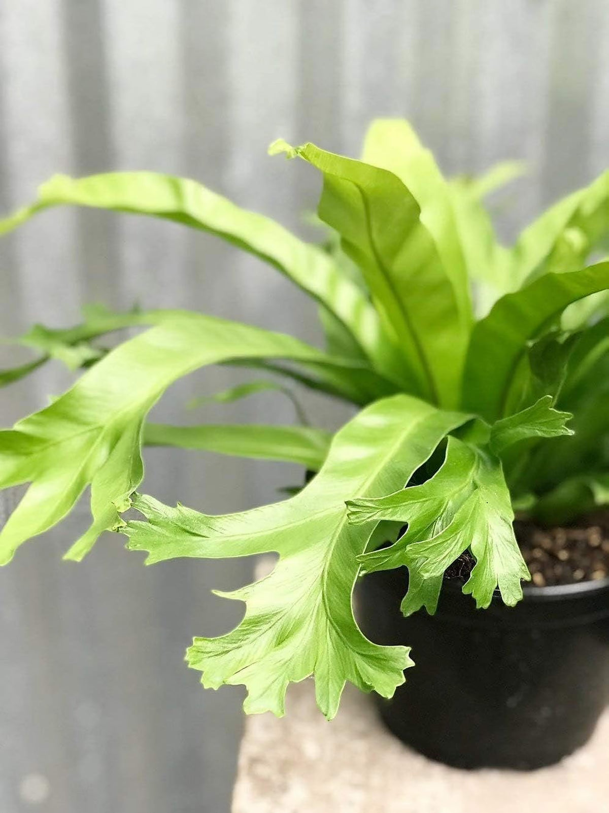 Bird's Nest Fern Live Plant in 4 Inch Pot I9849
