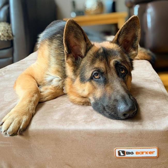 Orthopedic Dog Bed Khaki Z70005