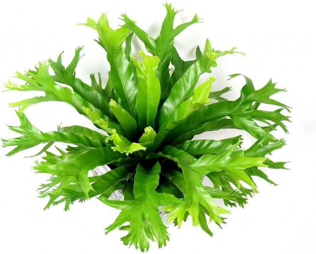 Bird's Nest Fern Live Plant in 4 Inch Pot I9849