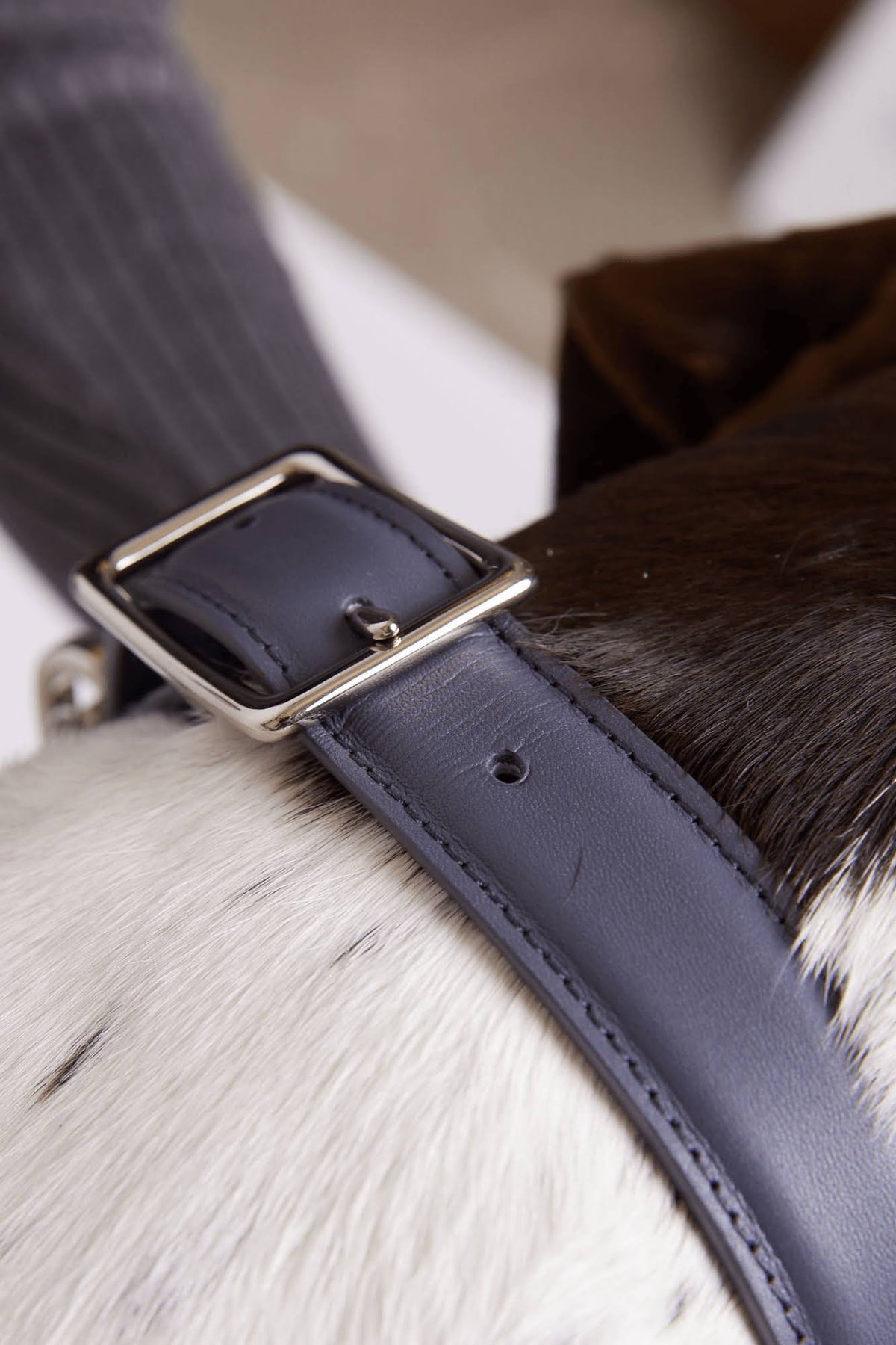Leather Dog Collar R243193